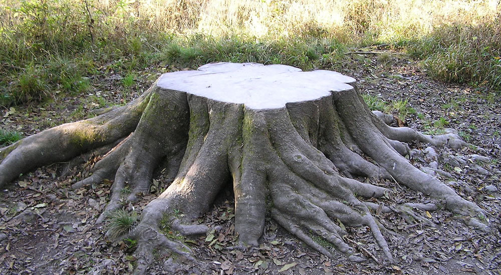 Boomstronk