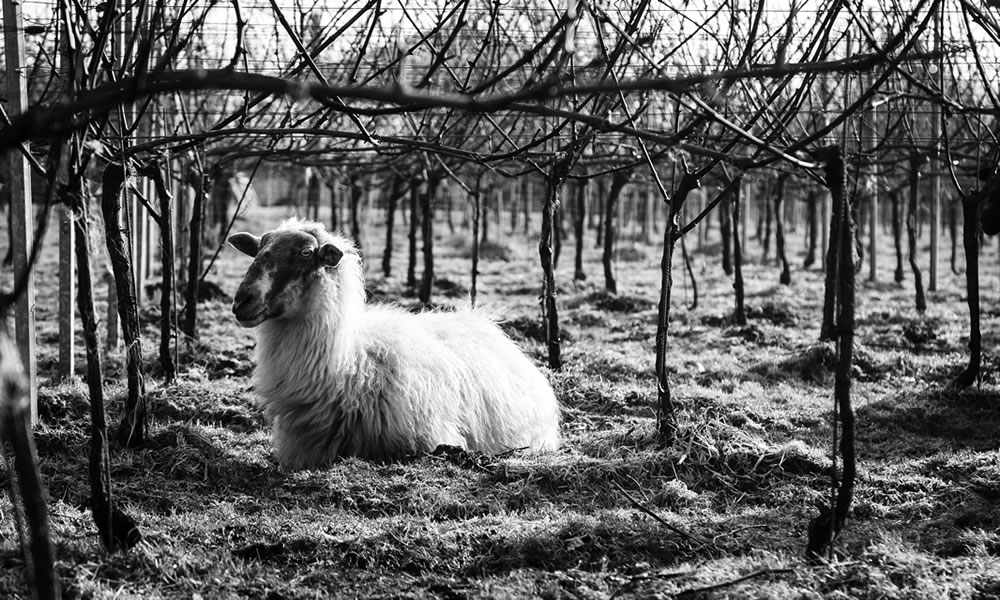Schaap - Zwart wit