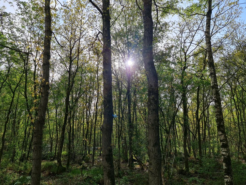 Zonlicht door bomen